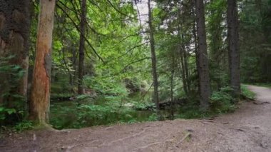 Bakış açısı. Ormanda yürürken, Steadicam videosu. Yavaş çekim görüntüleri.