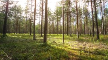 Bakış açısı. Ormanda yürürken, sabit bir kamera görüntüsü. Yavaş çekim görüntüleri