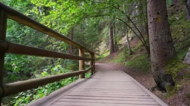 Bakış açısı. Ormanda yürürken, Steadicam videosu. Yavaş çekim görüntüleri.