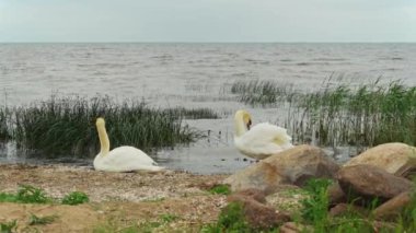 Estonya, Mustvee 'de Peipsi Gölü kıyısında iki güzel kuğu dinleniyor. Yavaş çekim Sabit görüntü.