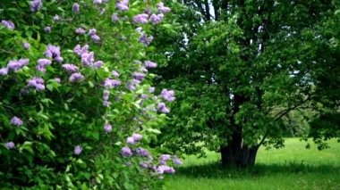 Yeşil yaz bahçesinde çiçek açan güzel çiçekler, yavaş çekim görüntüleri.