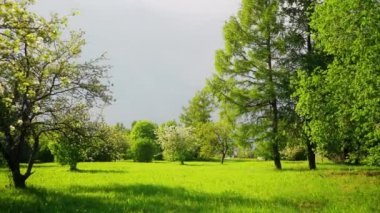 Yeşil yaz bahçesindeki sakura ağacında çiçek açan güzel çiçekler, yavaş çekim görüntüleri.