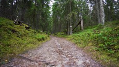 Bakış açısı. Ormanda yürürken, Steadicam vuruldu. Yavaş çekim görüntüleri.