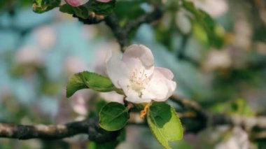Yeşil yaz bahçesindeki sakura ağacında çiçek açan güzel çiçekler, yavaş çekim görüntüleri.