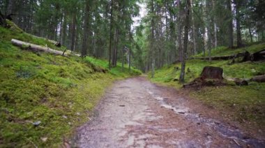 Bakış açısı. Ormanda yürürken, Steadicam vuruldu. Yavaş çekim görüntüleri.