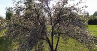 Çiçek açan sakura ağaçlarıyla yeşil bahçenin drone görüntüsü