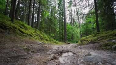 Bakış açısı. Ormanda yürürken, Steadicam vuruldu. Yavaş çekim görüntüleri.