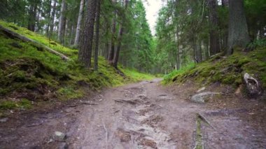 Bakış açısı. Ormanda yürürken, Steadicam vuruldu. Yavaş çekim görüntüleri.