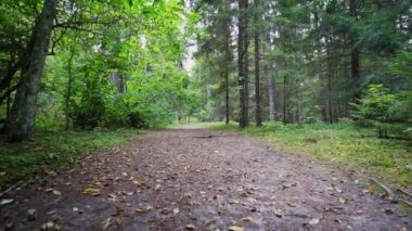 Bakış açısı. Ormanda yürürken, Steadicam vuruldu. Yavaş çekim görüntüleri.