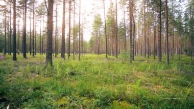 Bakış açısı. Ormanda yürürken, sabit bir kamera görüntüsü. Yavaş çekim görüntüleri