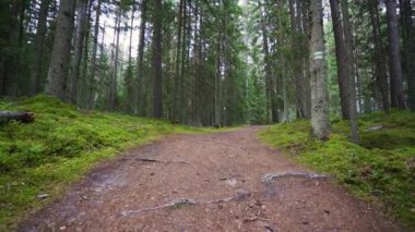 Bakış açısı. Ormanda yürürken, Steadicam vuruldu. Yavaş çekim görüntüleri.