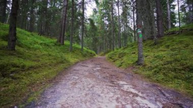 Bakış açısı. Ormanda yürürken, Steadicam vuruldu. Yavaş çekim görüntüleri.