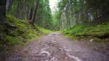 Bakış açısı. Ormanda yürürken, Steadicam vuruldu. Zaman atlamalı görüntüler.