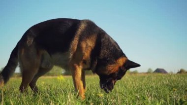 AHTME, ESTONIA - 28 Mayıs 2020: Yeşil alanda bir Alman çobanla oynayan adam. Yavaş çekim görüntüleri