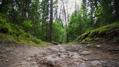 Bakış açısı. Ormanda yürürken, Steadicam vuruldu. Yavaş çekim görüntüleri.
