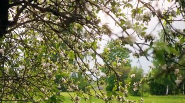 Yeşil yaz bahçesindeki sakura ağacında çiçek açan güzel çiçekler, yavaş çekim görüntüleri.