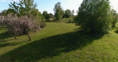 Çiçek açan sakura ağaçlarıyla yeşil bahçenin drone görüntüsü