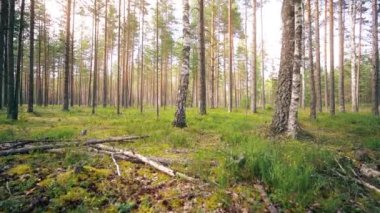 Bakış açısı. Ormanda yürürken, sabit bir kamera görüntüsü. Yavaş çekim görüntüleri