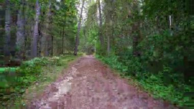Bakış açısı. Ormanda yürürken, Steadicam vuruldu. Yavaş çekim görüntüleri.