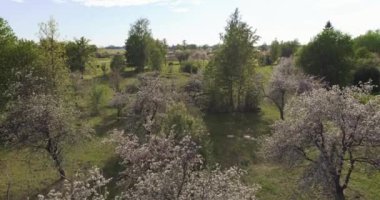 Çiçek açan sakura ağaçlarıyla yeşil bahçenin drone görüntüsü