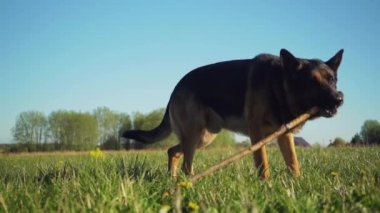 AHTME, ESTONIA - 28 Mayıs 2020: Yeşil alanda bir Alman çobanla oynayan adam. Yavaş çekim görüntüleri