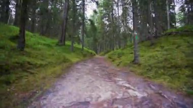 Bakış açısı. Ormanda yürürken, Steadicam vuruldu. Yavaş çekim görüntüleri.