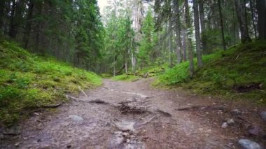 Bakış açısı. Ormanda yürürken, Steadicam vuruldu. Yavaş çekim görüntüleri.