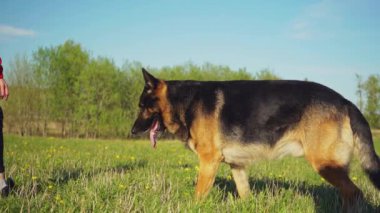 AHTME, ESTONIA - 28 Mayıs 2020: Yeşil alanda bir Alman çobanla oynayan adam. Yavaş çekim görüntüleri