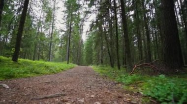 Bakış açısı. Ormanda yürürken, Steadicam vuruldu. Yavaş çekim görüntüleri.