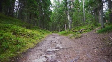 Bakış açısı. Ormanda yürürken, Steadicam vuruldu. Yavaş çekim görüntüleri.