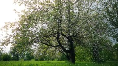 Yeşil yaz bahçesindeki sakura ağacında çiçek açan güzel çiçekler, yavaş çekim görüntüleri.