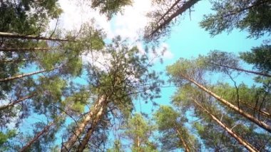 Bakış açısı. Ormanda yürürken, sabit bir kamera görüntüsü. Yavaş çekim görüntüleri