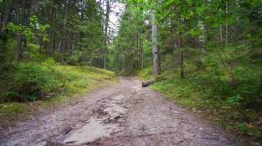 Bakış açısı. Ormanda yürürken, Steadicam vuruldu. Yavaş çekim görüntüleri.