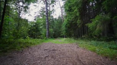 Bakış açısı. Ormanda yürürken, Steadicam vuruldu. Yavaş çekim görüntüleri.