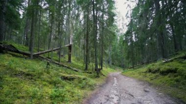 Bakış açısı. Ormanda yürürken, Steadicam vuruldu. Yavaş çekim görüntüleri.