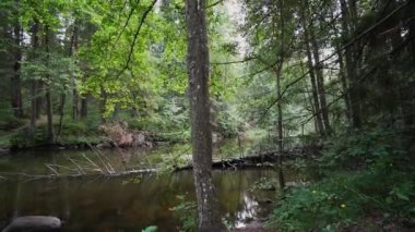 Bakış açısı. Ormanda yürürken, Steadicam videosu. Yavaş çekim görüntüleri.