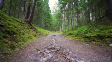 Bakış açısı. Ormanda yürürken, Steadicam vuruldu. Yavaş çekim görüntüleri.