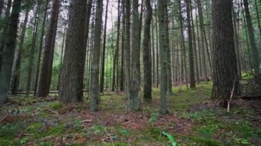 Bakış açısı. Ormanda yürürken, Steadicam videosu. Yavaş çekim görüntüleri.