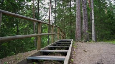 Bakış açısı. Ormanda yürürken, Steadicam videosu. Yavaş çekim görüntüleri.