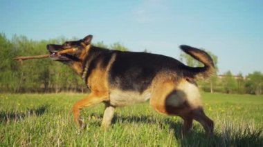 AHTME, ESTONIA - 28 Mayıs 2020: Yeşil alanda bir Alman çobanla oynayan adam. Yavaş çekim görüntüleri