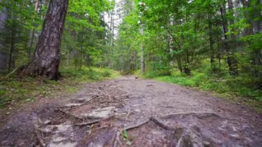 Bakış açısı. Ormanda yürürken, Steadicam vuruldu. Yavaş çekim görüntüleri.
