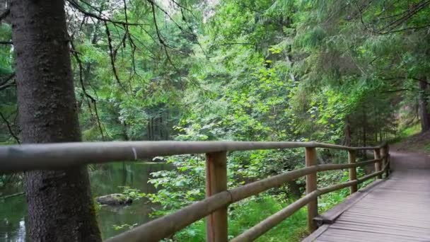Pov Spaziergang Durch Den Wald Steadicam Video Zeitlupenaufnahmen — Stockvideo