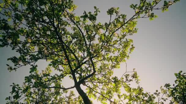 Piękne Kwitnące Kwiaty Drzewie Sakura Zielonym Ogrodzie Letnim Slow Motion — Wideo stockowe