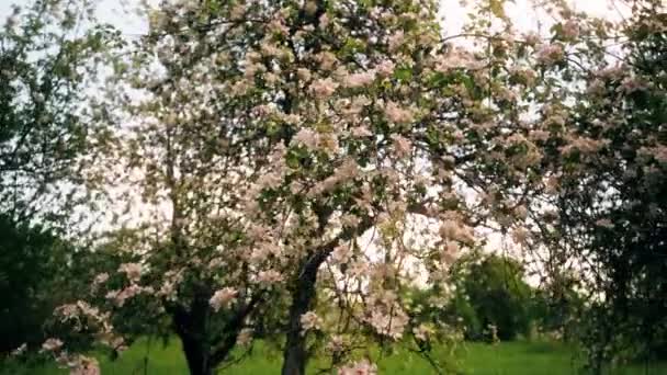 Hermosas Flores Flor Árbol Sakura Verde Jardín Verano Imágenes Cámara — Vídeo de stock