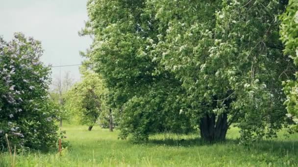 Beautiful Blossoming Flowers Sakura Tree Green Summer Garden Slow Motion — Stock Video