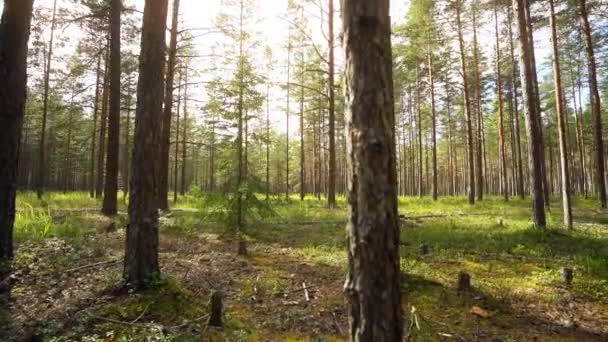 Pov Går Gjennom Skogen Kameraet Stille Bilder Fra Sakte Film – stockvideo
