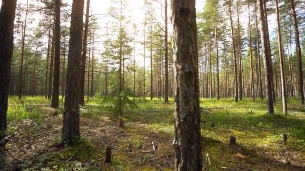 Een Krijgsgevangene Wandelen Door Het Bos Constante Camera Opname Slow — Stockvideo