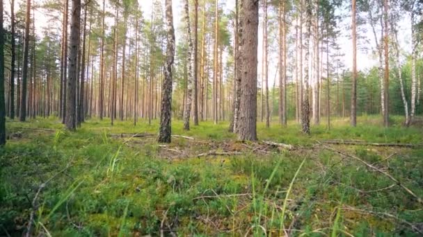 Point Vue Marchant Dans Forêt Caméra Stable Images Ralenti — Video