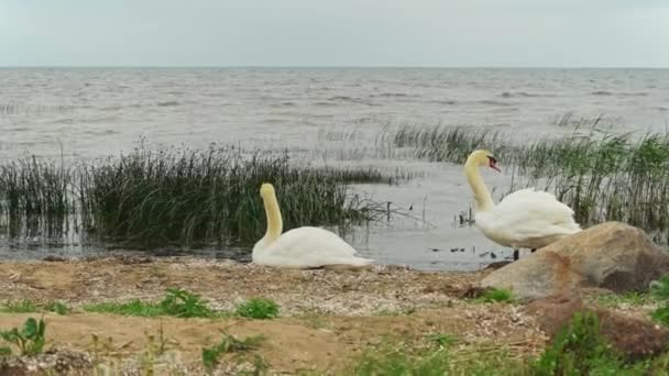 Two Beautiful Swans Rest Shores Lake Peipsi Mustvee Estonia Slow — Stock Video