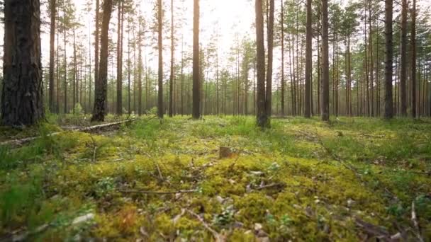 Pov Kráčím Lesem Stálý Záběr Kamerou Zpomalený Záznam — Stock video